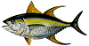 Yelllowfin tuna